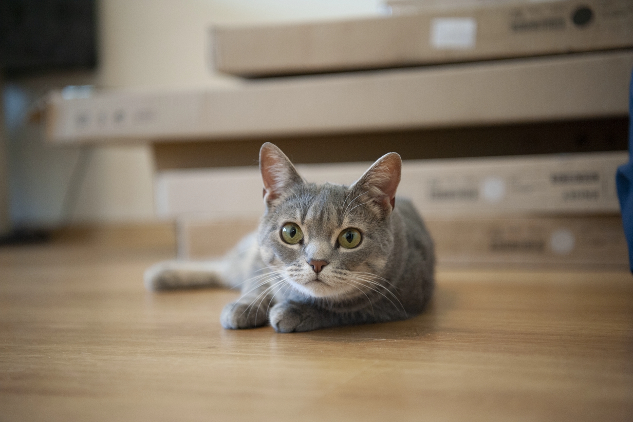 Адопция бездомных животных во время войны: мы рядом, чтобы помогать